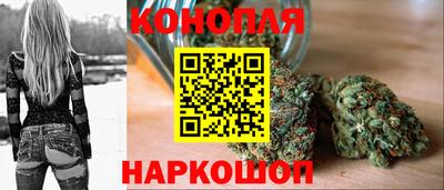 стафф Кингисепп